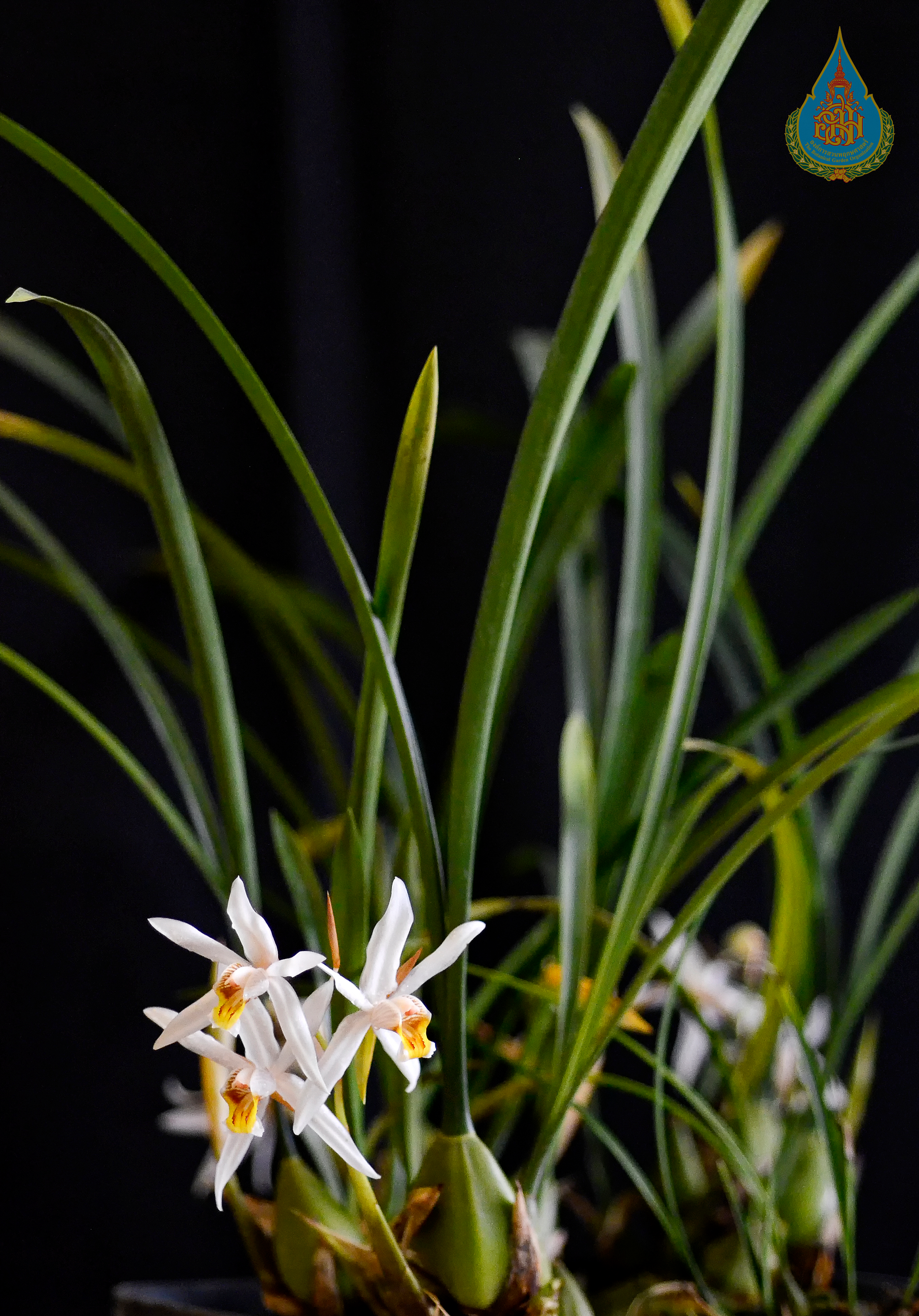 เอื้องสามดอก Coelogyne viscosa Rchb.f.<br/>ORCHIDACEAE